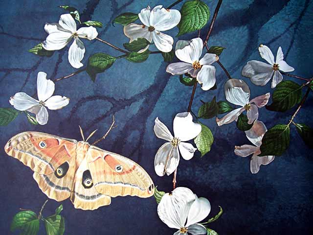 640x480 Prints By John Cody - Moth Painting