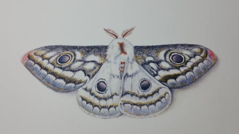770x433 Saatchi Art Speckled Emperor Moth Painting By Nicole Kretzschmar - Moth Painting