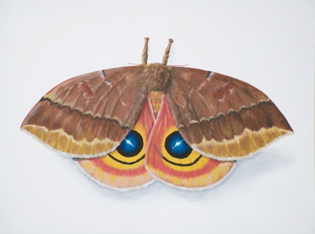 640x475 Moth Paintings - Moth Painting