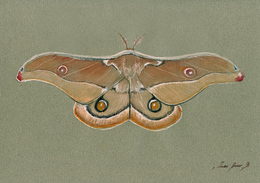 900x633 Emperor Gum Moth Painting By Juan Bosco - Moth Painting