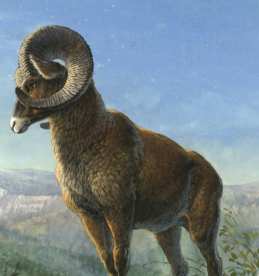 846x900 Mid 20th Century Gouache - Mountain Goat Painting