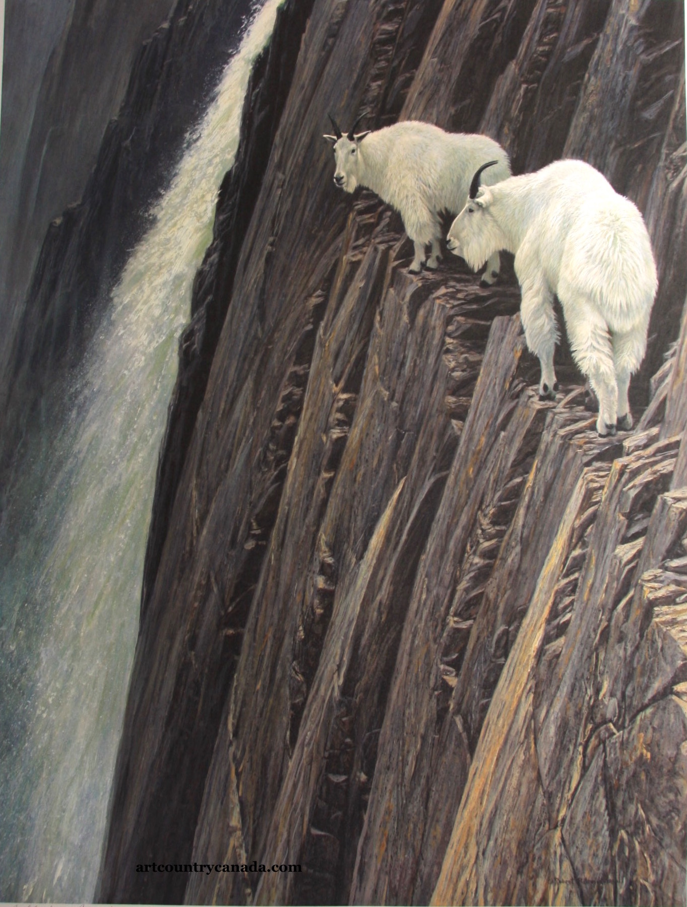 1363x1801 Art Country Canada Robert Bateman Sheer Drop Mountain Goatsoffset - Mountain Goat Painting