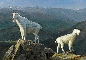 300x211 Mountain Goat Paintings Fine Art America - Mountain Goat Painting