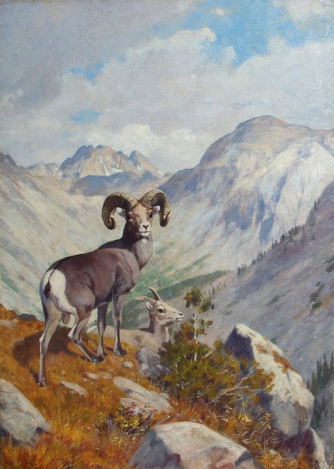 470x659 Art Prints Of Bighorn Amp Mountain Goat By Carl Rungius - Mountain Goat Painting