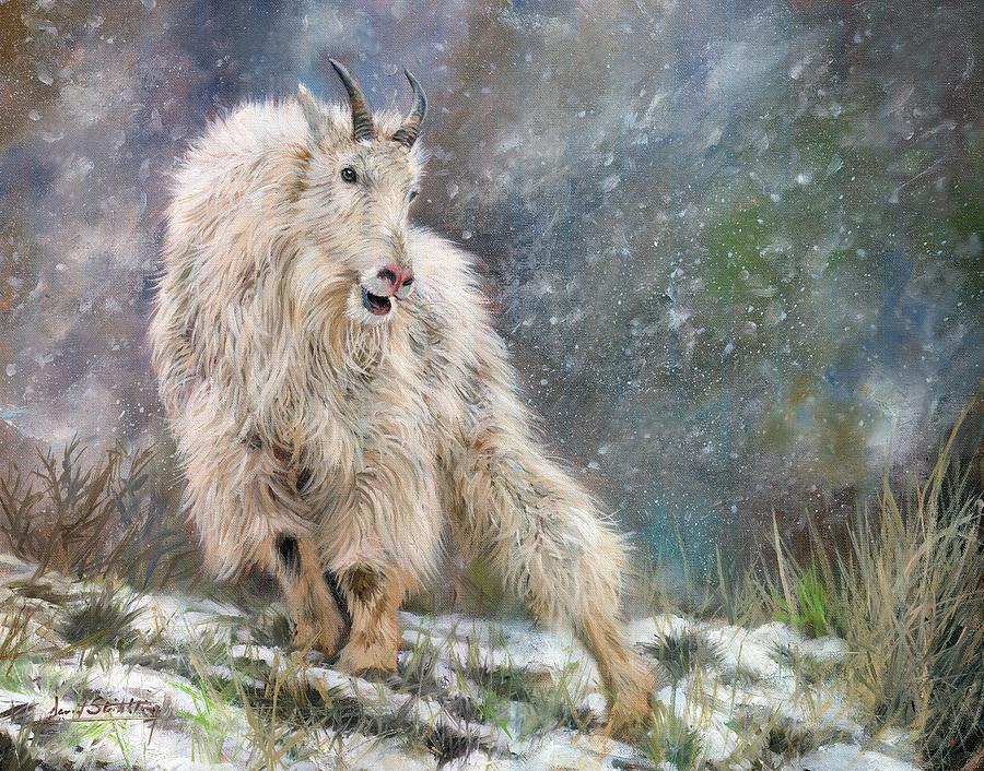 900x706 Wild Mountain Goat Painting By David Stribbling - Mountain Goat Painting