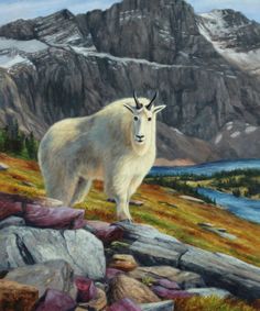 236x283 Mountain Goat Painting By Kyle Sims Art - Mountain Goat Painting
