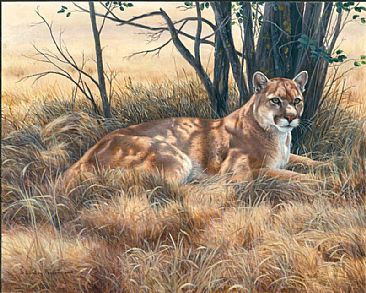 366x293 Mountain Lion - Mountain Lion Painting