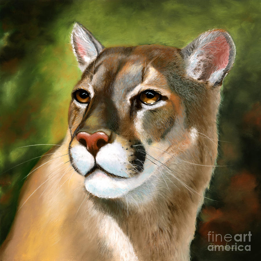 900x900 Mountain Lion Painting By Janet Biondi - Mountain Lion Painting