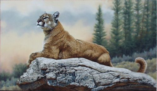 500x291 Mountain Lion Paintings And Prints The Spectator - Mountain Lion Painting