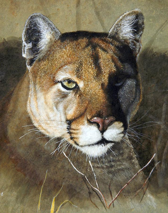 712x900 Mountain Lion Portrait Painting By Stan White - Mountain Lion Painting