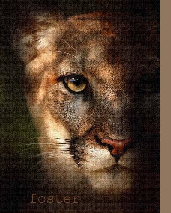 570x711 Mountain Lion Art Mountain Lion Painting Mountain By Lewfoster - Mountain Lion Painting