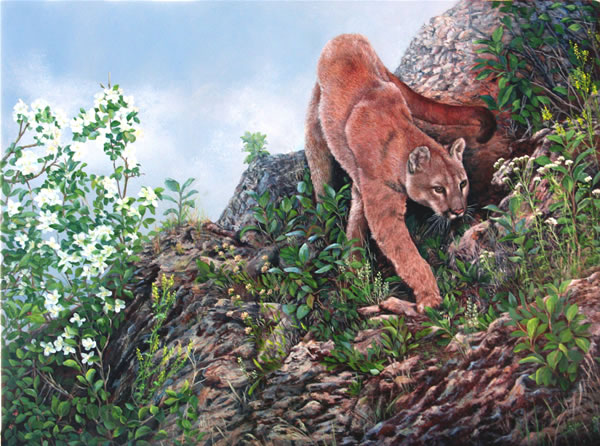 600x446 Painting Mountain Lion, Kalespel Montana Wildlife Cougar - Mountain Lion Painting