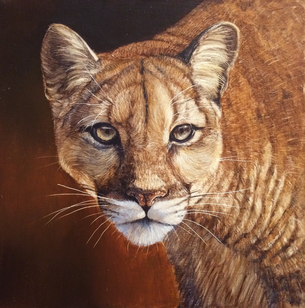 1000x1011 Sp - Mountain Lion Painting