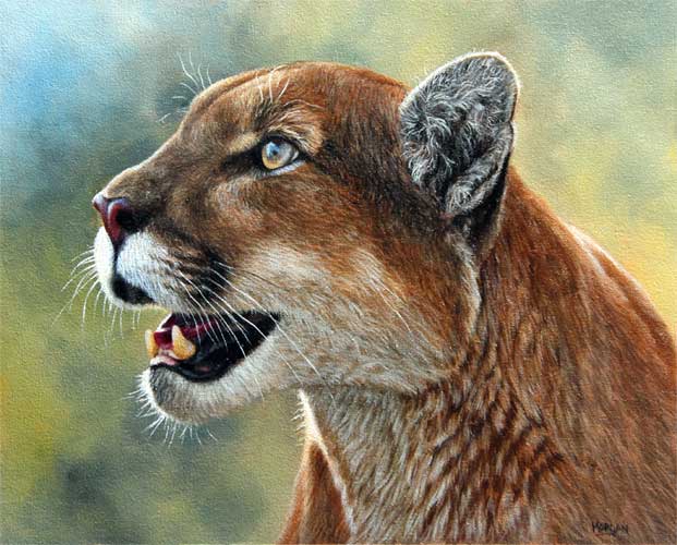 621x500 Mountain Lion Painting How To Draw And Paint Animals - Mountain Lion Painting