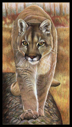 Mountain Lion Painting at PaintingValley.com | Explore collection of ...