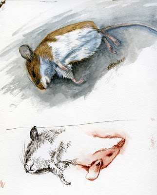 322x400 Mary Mcandrew's Nature Sketching And Painting Robert Burns Day - Mouse Painting