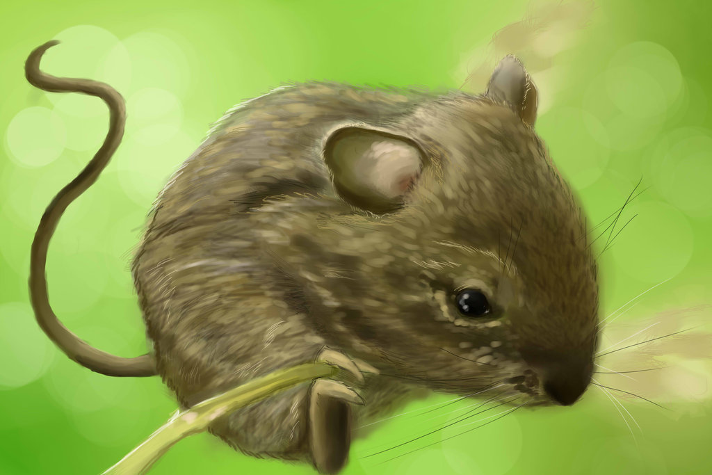 1024x683 Mouse (Painting Practise) By Skylarc88 - Mouse Painting