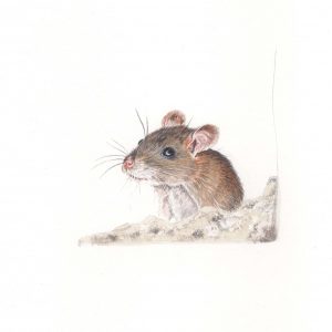 300x300 Painting Of A Mouse Finishing Chrishaywoodart Blog - Mouse Painting
