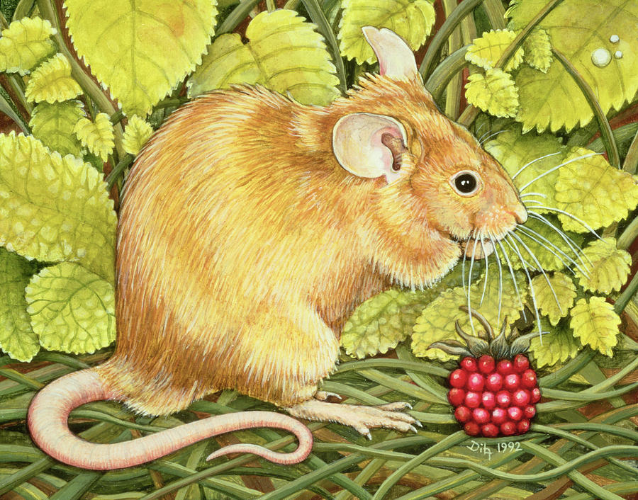 900x706 The Raspberry Mouse Painting By Ditz - Mouse Painting