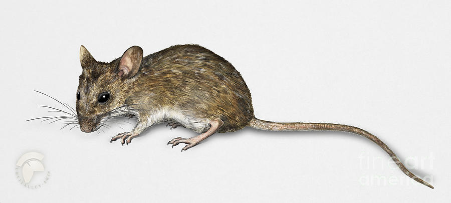 900x405 Long Tailed Field Mouse Apodemus Sylvaticus - Mouse Painting