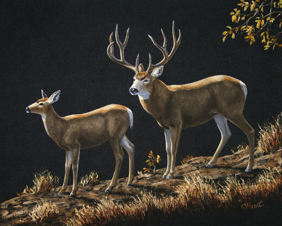 Mule Deer Painting at PaintingValley.com | Explore collection of Mule ...