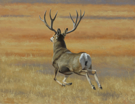 550x426 Mule Deer Study - Mule Deer Painting
