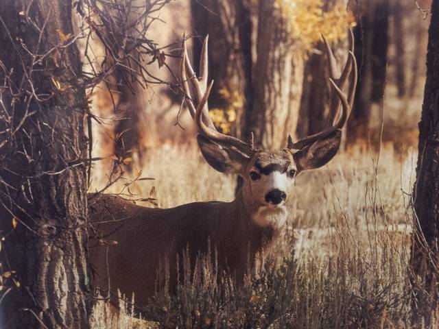 640x480 Mule Deer Painting Crossbow Nation Forum - Mule Deer Painting