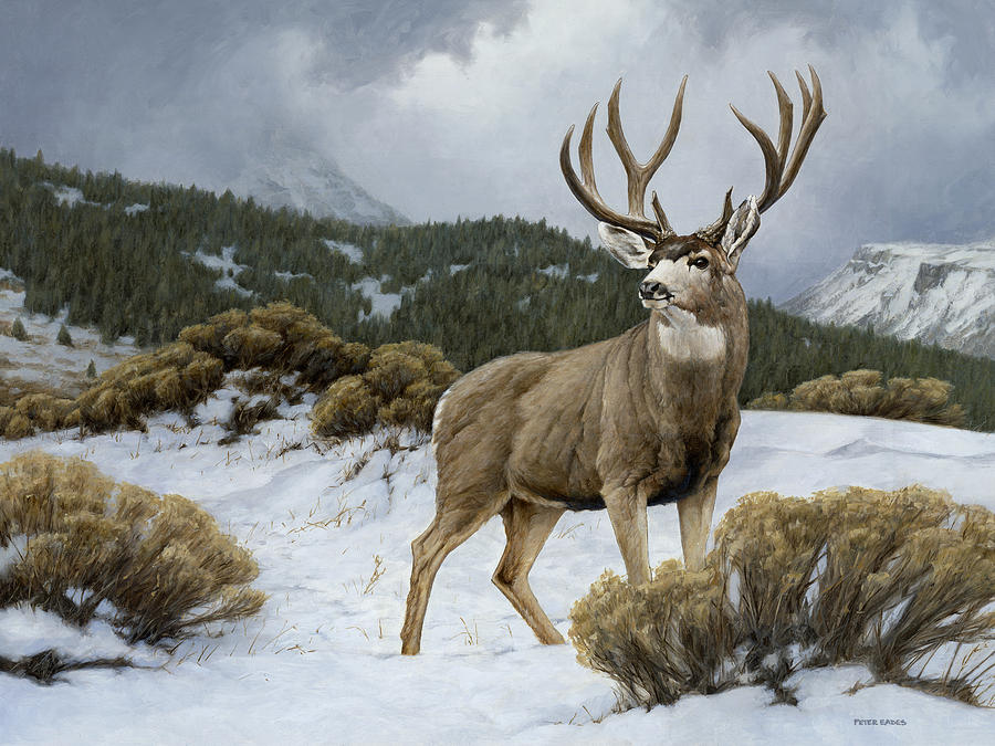 900x675 On Alert Painting By Peter Eades - Mule Deer Painting