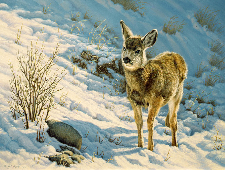 900x681 Winter Fawn - Mule Deer Painting
