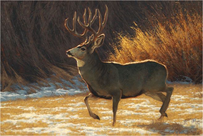 657x440 Mule Deer Buck Painting By Greg Beecham Art - Mule Deer Painting