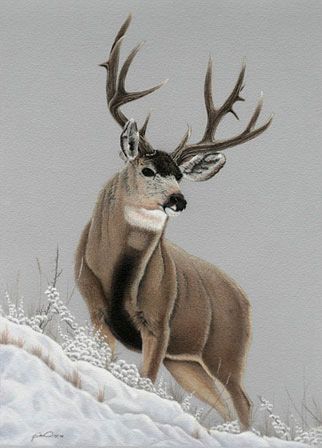 322x448 Mule Deer Painting David B. Wright'S - Mule Deer Painting