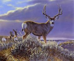 236x196 Emily Cristoff Pastel Paintings - Mule Deer Painting
