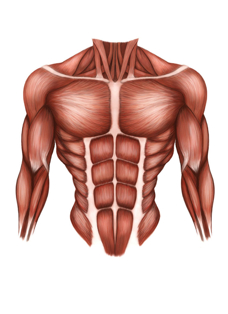 762x1049 Muscle Painting By Kai3687 - Muscle Painting