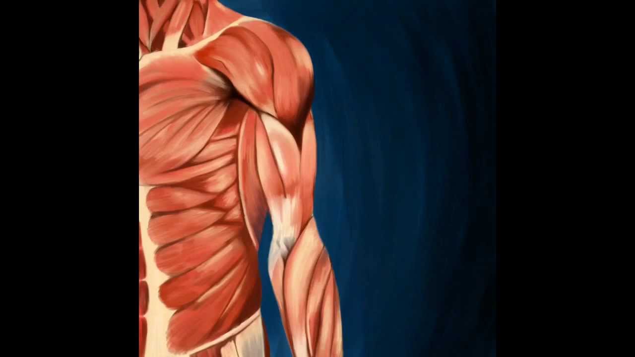 1280x720 Muscles Painting - Muscle Painting