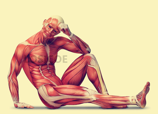640x461 Sitting Posture Human Muscle Medicine Anatomy Posters Retro Kraft - Muscle Painting
