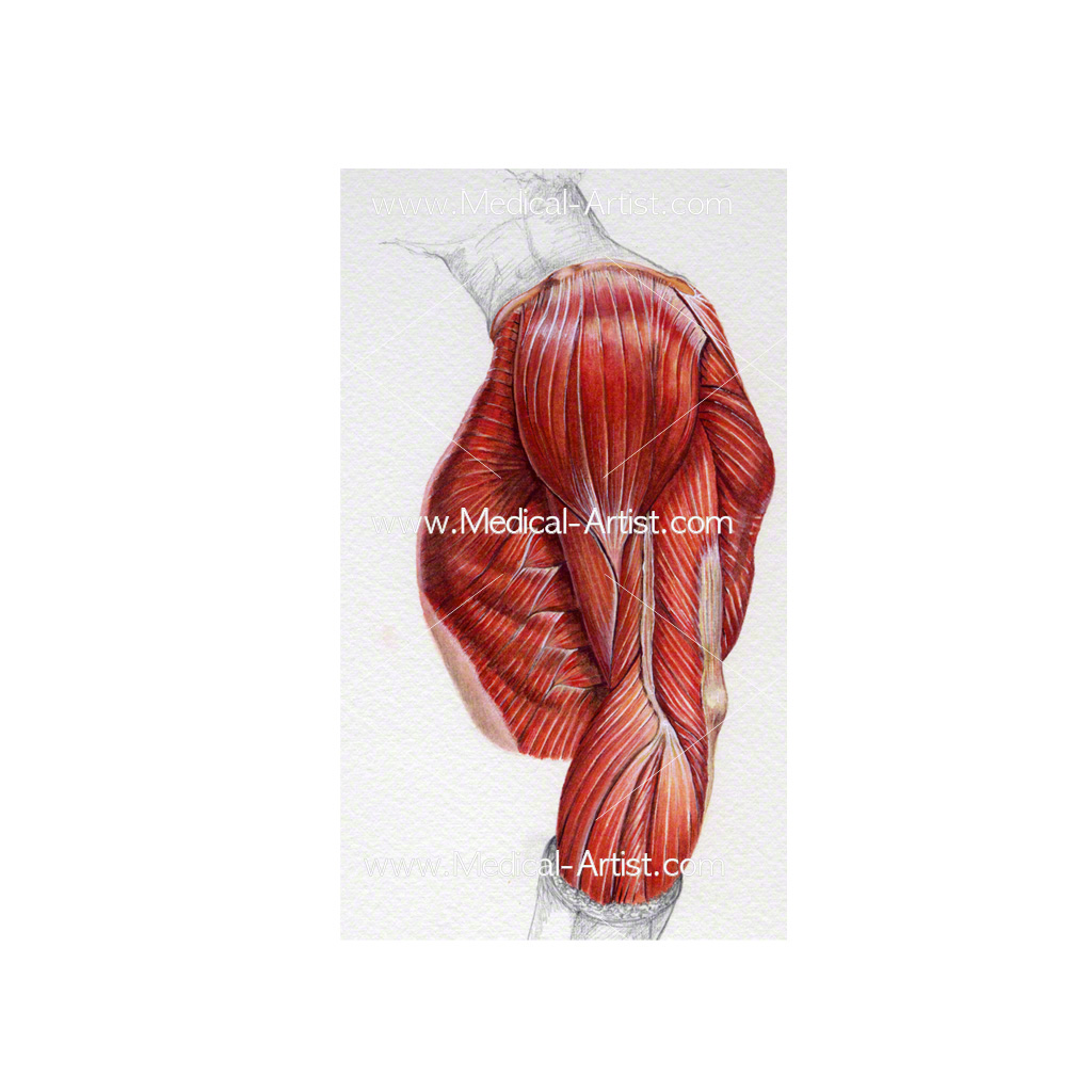 1024x1024 Watercolour Medical Art Using Traditional Mediums For Stand Out - Muscle Painting