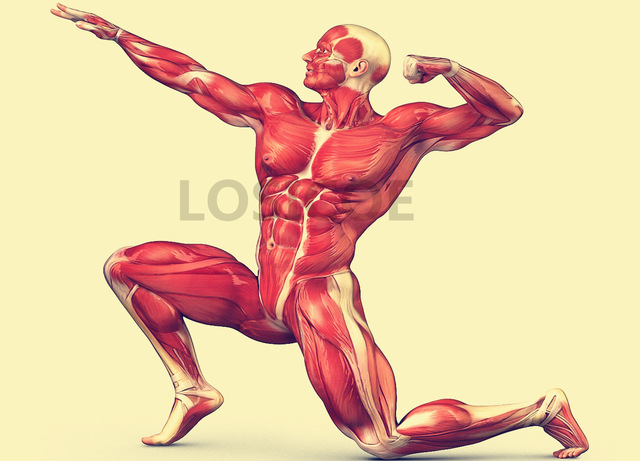 640x461 Bodybuilding Posture Human Muscle Medicine Anatomy Posters Retro - Muscle Painting