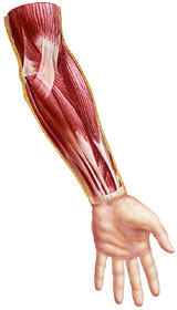 160x280 Coolminiornot Forums - Muscle Painting