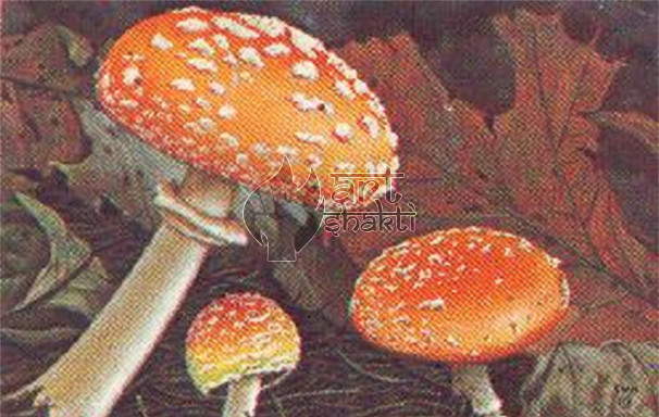 606x384 Mushroom Painting - Mushroom Painting
