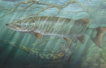 366x233 Muskie - Musky Painting