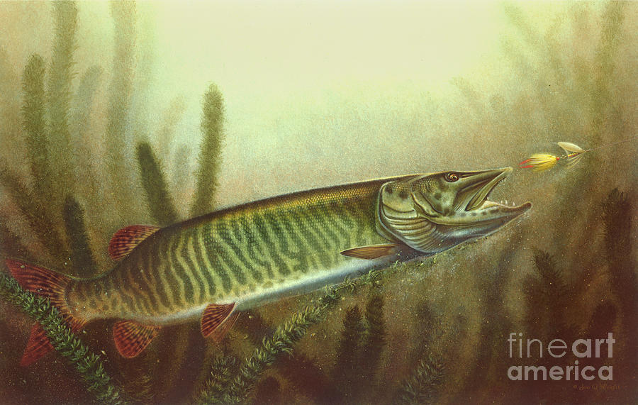 900x571 Muskie And Spinner Bait Painting By Jq Licensing - Musky Painting