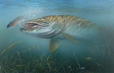 366x235 Pin By Todd Konitzer On Pike Musky Fish - Musky Painting
