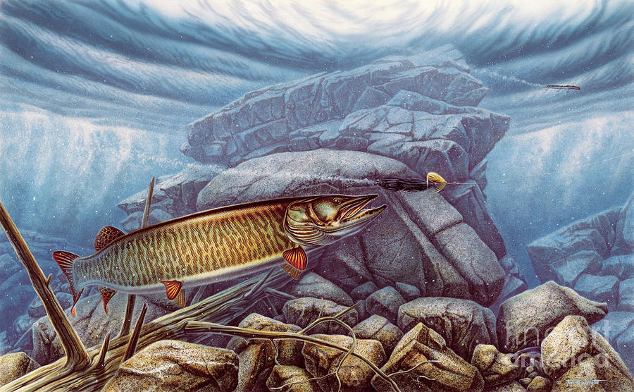900x556 Reef King Musky Painting By Jon Wright - Musky Painting