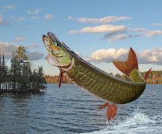 236x196 Paintings Of Muskie - Musky Painting