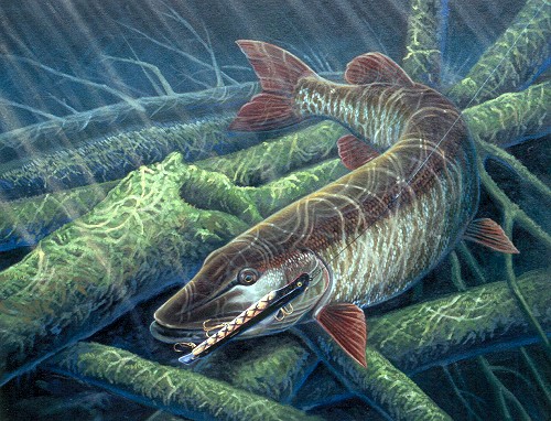 500x382 Fishing Prints - Musky Painting