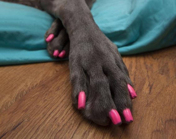 567x450 Guide To Dog Nail Polish Options - Nail Polish Painting