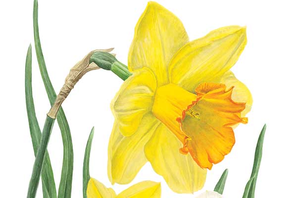 600x400 How To Paint Yellow Shadows - Narcissus Flower Painting