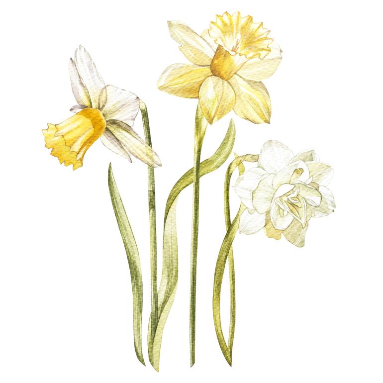 770x770 Saatchi Art Narcissus Flowers Painting By Anna Asetrova - Narcissus Flower Painting
