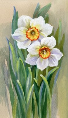 236x409 Tutorial On Watercolor Daffodils Water Color - Narcissus Flower Painting