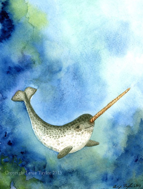 570x751 Narwhal Monodon Monoceros Watercolor Painting By Countershading - Narwhal Painting